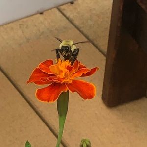 Meet your Posher, Ian